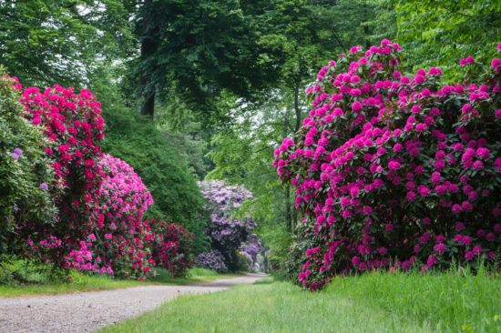 rhododendronpark-other-18